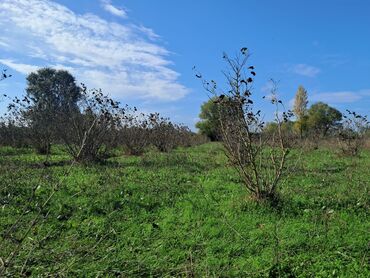 Torpaq sahələrinin satışı: Kənd təsərrüfatı — 10