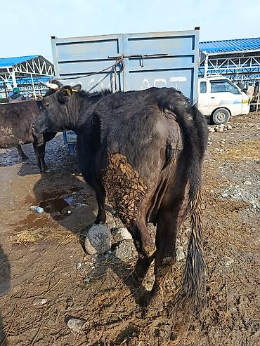 Коровы, быки: Продаю | Корова (самка) | Алатауская | Для молока | Стельные — 12