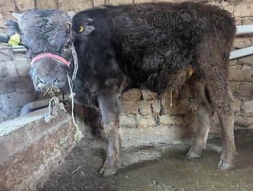 Коровы, быки: Продаю | Бык (самец) | На откорм | Привязанные — 3