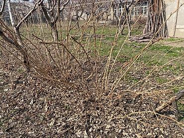 Фрукты и ягоды: Продам саженцы: винограда 3 сорта, гранат, малина — 6