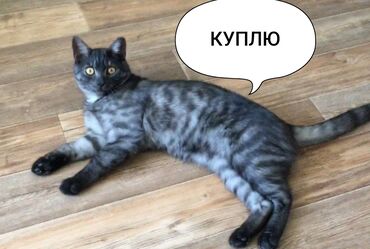 Продажа кошек: КУПЛЮ котёнка такого окраса
ватсап
