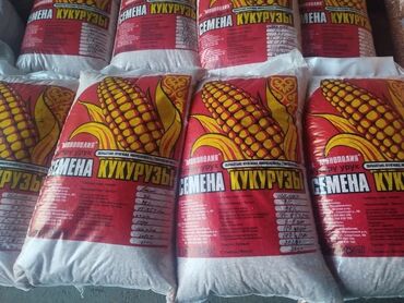 Кызматтар: Продаются семена кукурузы от, производителя., Сорт "Ала-Тоо "