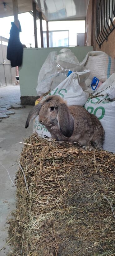 домашний кролик: Продаю | Кролик самец | Французский баран