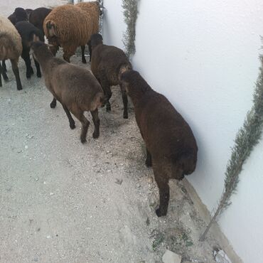 Quzu: Salam hervaxdız xeyir saxlamlıq quzularm cxdı satqa isdiyen elaqe — 20