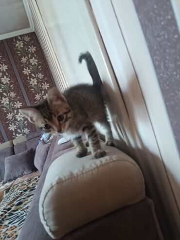 кастрация кота бишкек цена: Кошка даром: Као-мани, 1 месяц, Девочка