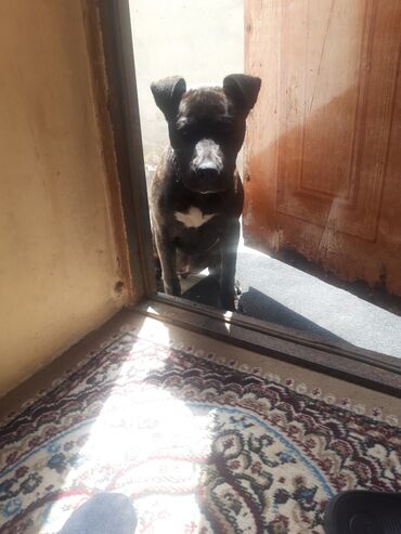 İtlər: Pitbul, 3 ay, Dişi, Peyvəndli, Ünvandan götürmə