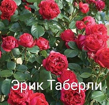 садовые розы: Саженцы — 8