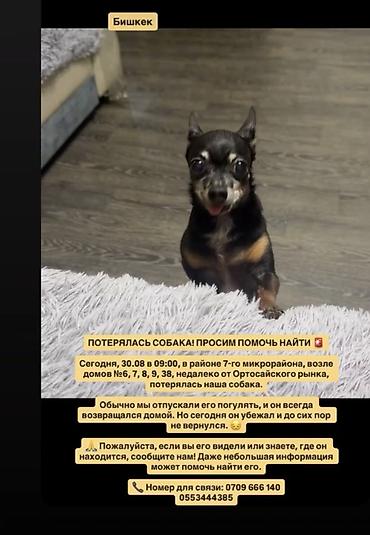 корга: Потерялась собака — г. Бишкек. Если видели собаку или располагаете — 1