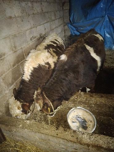 Коровы, быки: Продаю | Бык (самец) | Полукровка | На откорм | Привязанные — 5