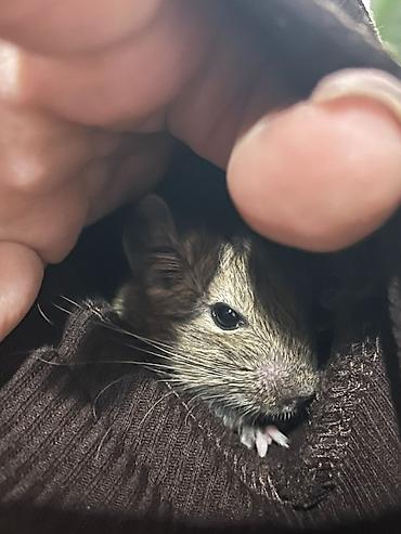 psi kupujemprodajem: Na prodaju su 5 mladunaca degu veverica, rođenih 18. septembra. ❤️ — 1