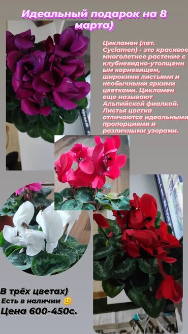 фиалки: Цикламен (лат. Cyclamen) - это красивое многолетнее растение с