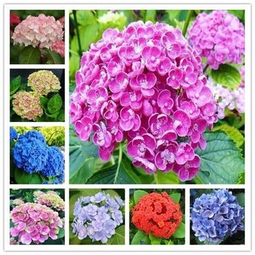 Semena i sadnice: Hortenzija seme
Cena:650din/5semenki — 8