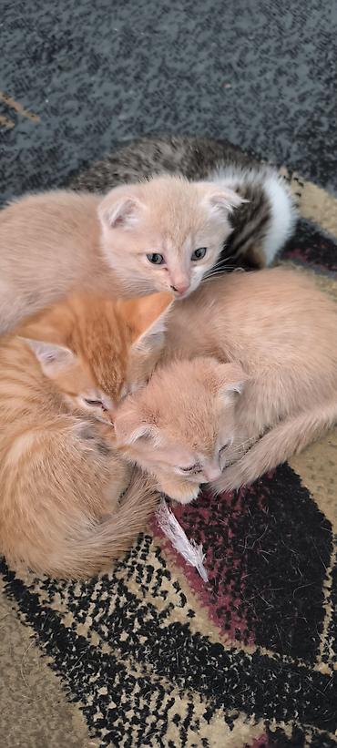 щенки сао: Отдам в добрые руки котят — 2