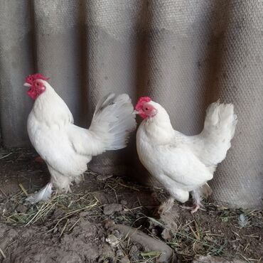 голуби животные: Продаётся только курица 1200 карлик японский