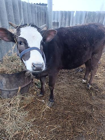 Коровы, быки: Продаю | Тёлка | На откорм, Для разведения — 1