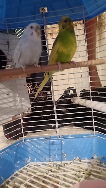 hamster satis: Salam 2 payquş satılır 1 dişi 1 erkek qefəs üsdünde verilir qiymət 100 — 2