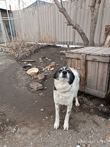 корм собакам: Собака даром: Дворняжка, 5 лет, Самка