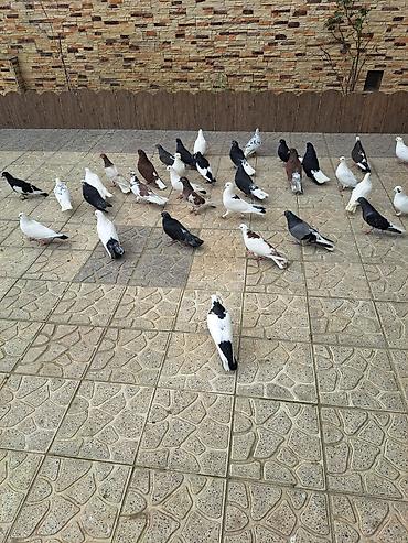 Göyərçinlər: Salam 35 eded goyercindi kom 7 manat.tek tek 10 manat. Təsvir: - — 2