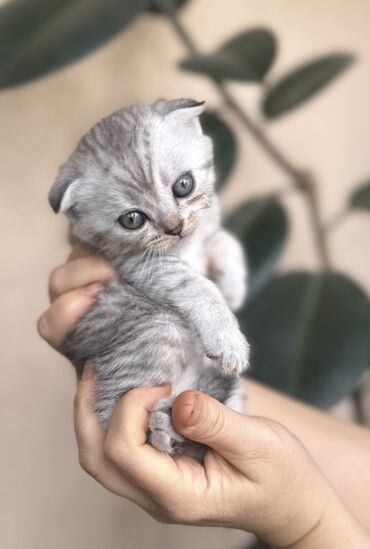 Pişiklər: Şotland — 40