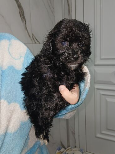 İtlər: 2 ay, Dişi, Peyvəndli, Pulsuz çatdırılma — 16