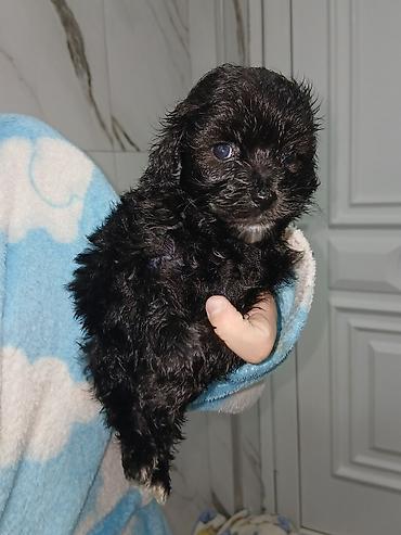 İtlər: Pudel, 2 ay, Dişi, Sənədli, Pulsuz çatdırılma — 13