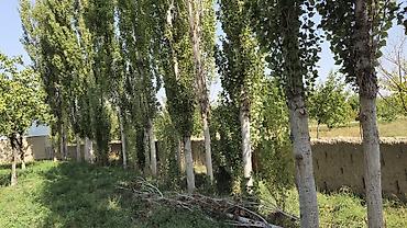 Семена и саженцы: Теректер сатылат
адрес: Самаркандек
келишим баада — 1