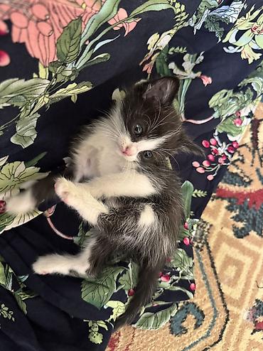 Продажа кошек: Отдадим в добрые руки 😊🌸 Мама котят - сибирская маскорадная ✨ Родились — 5