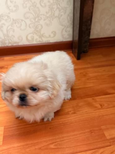 golden retriver it: Pekines, 2 ay, Erkək, Ünvandan götürmə — 8