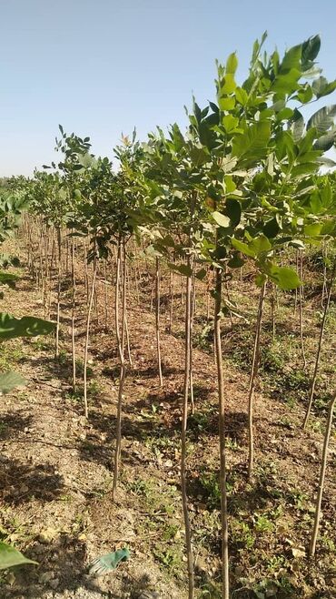 Декоративные деревья: Саженцы деревьев: Клёны — 9