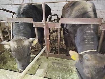 Коровы, быки: Продаю | Бык (самец) | На откорм | Привязанные — 1