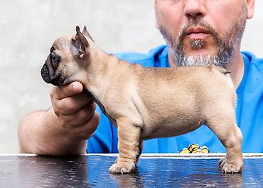 staford 3 meseca: French Buldog kennel Srcky's Fci 3759 oglasava vrhunsko leglo 3 zenke — 5