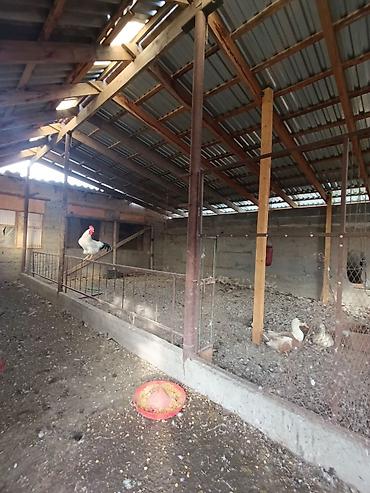 Продажа коттеджей и домов: 📌В селе Беловодское продается дом из 4-х комнат на участке 20 соток — 7