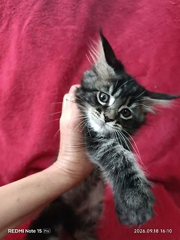 Продажа кошек: Мейн-Куны 🥰🥰🥰. Продаются котята Рысята ♥️ Чистокровные, Шикарные — 16