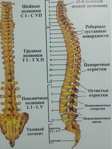 костоправ бишкек 2020: Детские врачи, Врачи | Ортопед, Костоправ