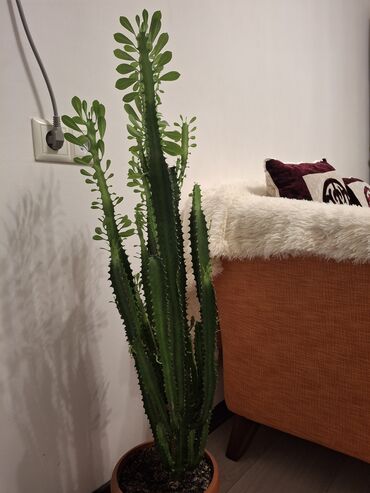 растения для офиса: Эуфорбия треугранная (Euphorbia trigona), крупный комнатный суккулент