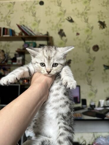 черные котята: 2 айлык, Эркек, Күмүш өңдүү шиншилла