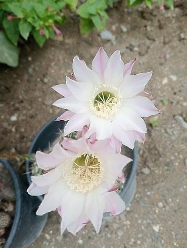 heyet gulleri ve adlari: Çiçəkli kaktus – Echinopsis (saksıda) - Növ: Echinopsis (lobivioid — 3