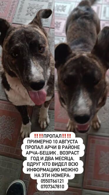 бельгийский овчарка цена: Вязка: Самец, 1 год, С прививкой