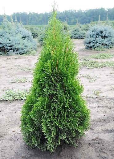 green grow: ТУЯ СМАРАГД местные выращенные в Кыргызстане 100% приживаемость!!! — 2