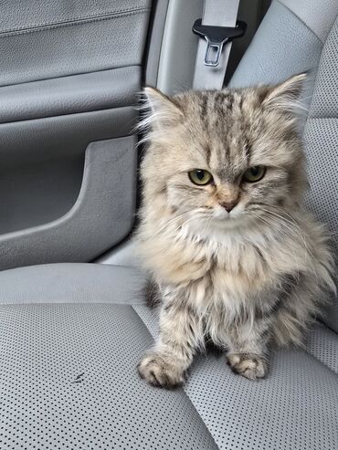 Pişiklər: Şinşilla, Dişi, Ünvandan götürmə — 3