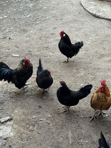 Куры, петухи: Продаю | Куры, Петух — 9