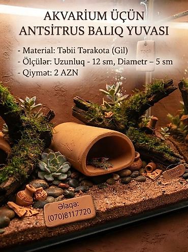 Saxsı ancitrus balıq saxsı yuva sifariş gebul olunur akvarium dekor lalafo.az -da Saxsı ancitrus balıq saxsı yuva sifariş gebul olunur akvarium dekor