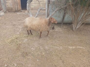 heyvan bazari inekler: Qoyun – yerli cins - Şəkildə olan, orta ölçülü yerli qoyun. - Qəhvəyi