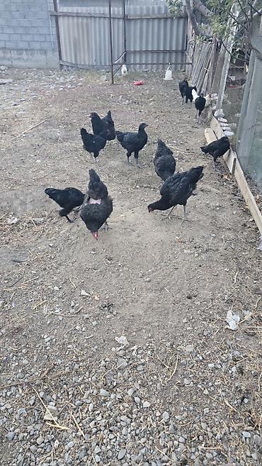 Продам с/х животных: Продаю | Цыплята | Домашняя | Для разведения — 4