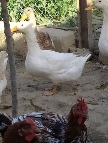 Digər quşlar: Qışqıran ördəklərdir✅️ Kəkilli var✅️ Bəzəkli var✅️ Sadəsi var✅️ Qara -da lalafo.az — 7 Digər quşlar: Qışqıran ördəklərdir✅️ Kəkilli var✅️ Bəzəkli var✅️ Sadəsi var✅️ Qara — 7