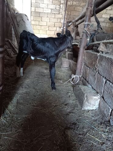 yerli cins inekler: Dişi, il: 1, Damazlıq, Südlük