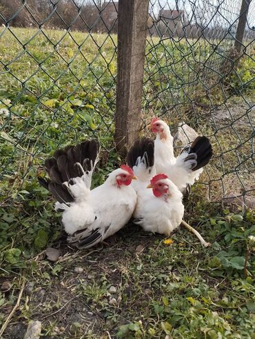 Куры, петухи: Продаю | Петух, Куры — 3