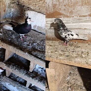 приют для собак баку: Qusdar göz qabaqinda cütü 30 manat ebres köhnə cins ebresdi erkeydi