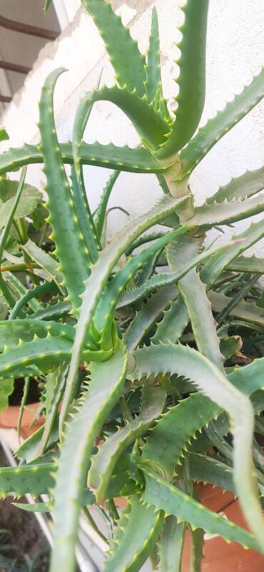 Buket güllər: Aloe gülü 9illikdir.Derman vasitəsi kimi vərəm mədə problemi olan