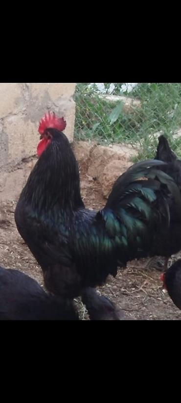 kirpi satisi: Toyuq, Australorp, Yumurtalıq, Ünvandan götürmə, Ödənişli çatdırılma — 1